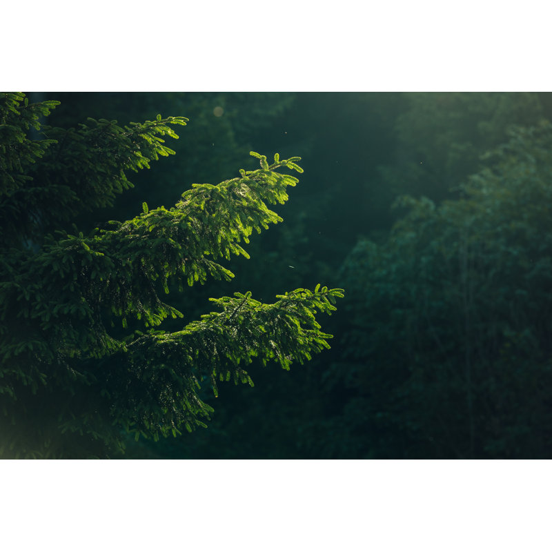 Coniferous Forest by Stsmhn - Wrapped Canvas Print, 30cm H x 46cm W