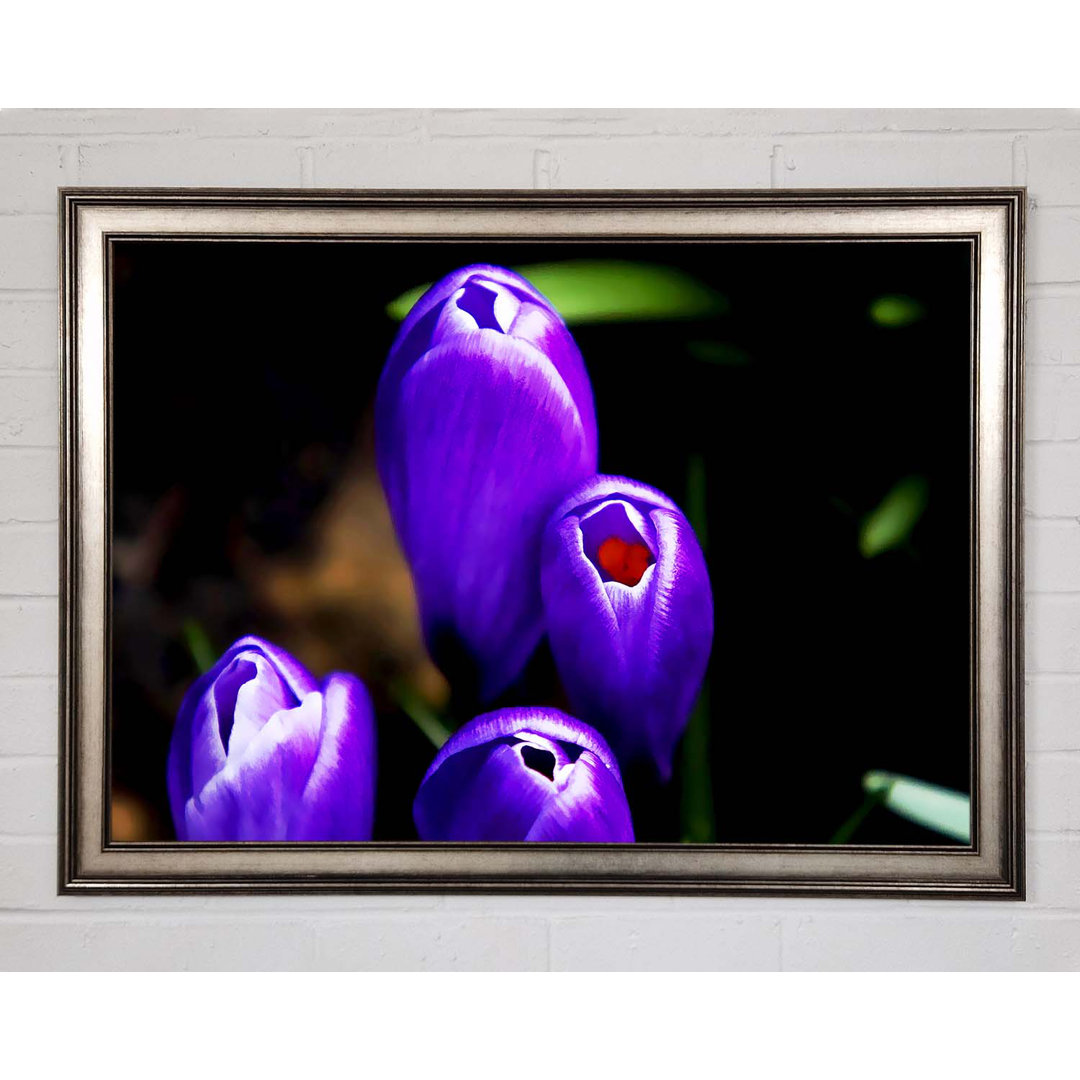 Purple Crocus Delight - Einzelner Bilderrahmen Kunstdrucke