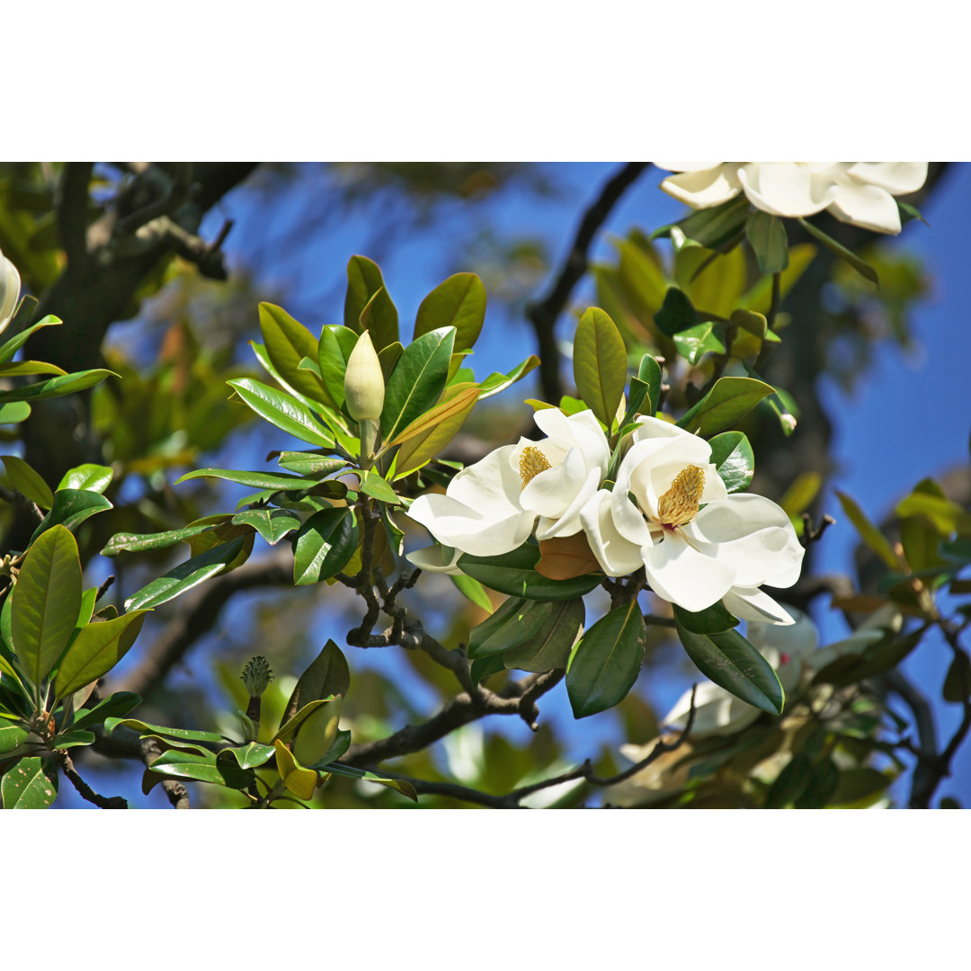 Blüte der Magnolia Grandiflora von Igaguri - Leinwandbild