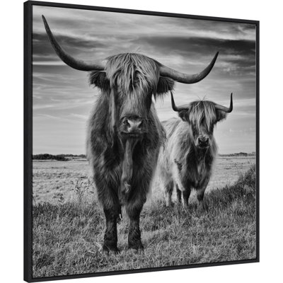 «Highland Cow Couple», reproduction encadrée sur toile par Stephane Pecqueux