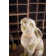 August Grove® Anicia Handmade Animals Statue | Wayfair