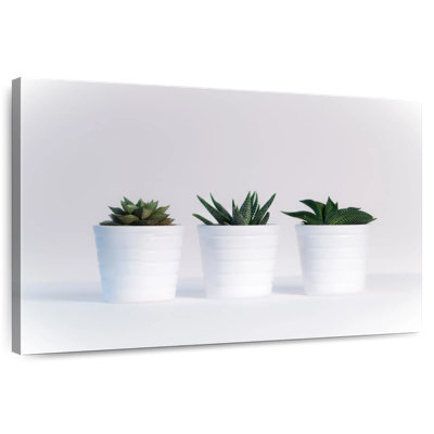 Harnek Three Succulents