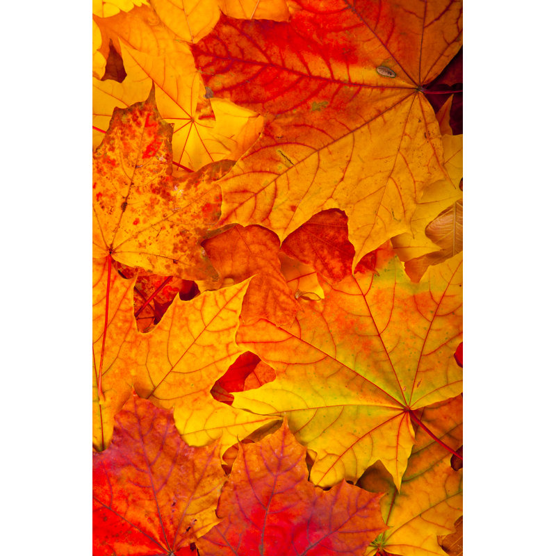 Feuilles d'érable - Photographie sur toile tendue, H 18 po x l 12 po