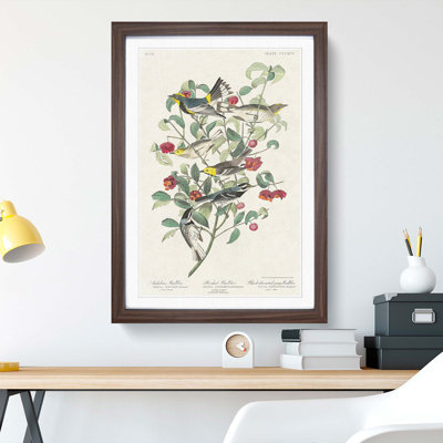 Collection of Warbler Birds by John Audubon - Picture Frame Painting