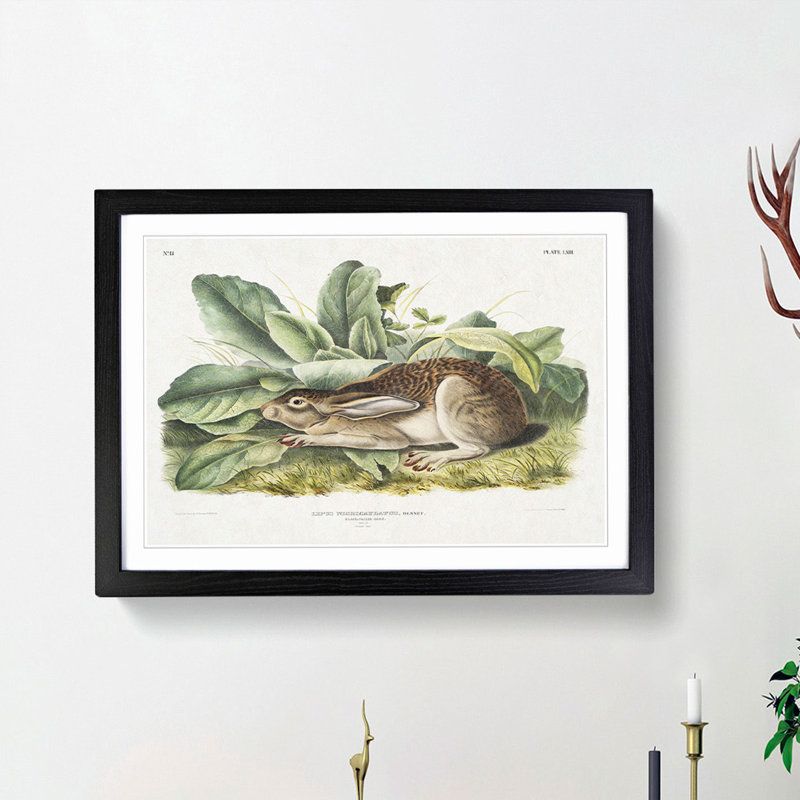 Black-Tailed Hare by J.W. Audubon - Framed Print, Black Framed, 48cm H x 65cm W x 2cm D