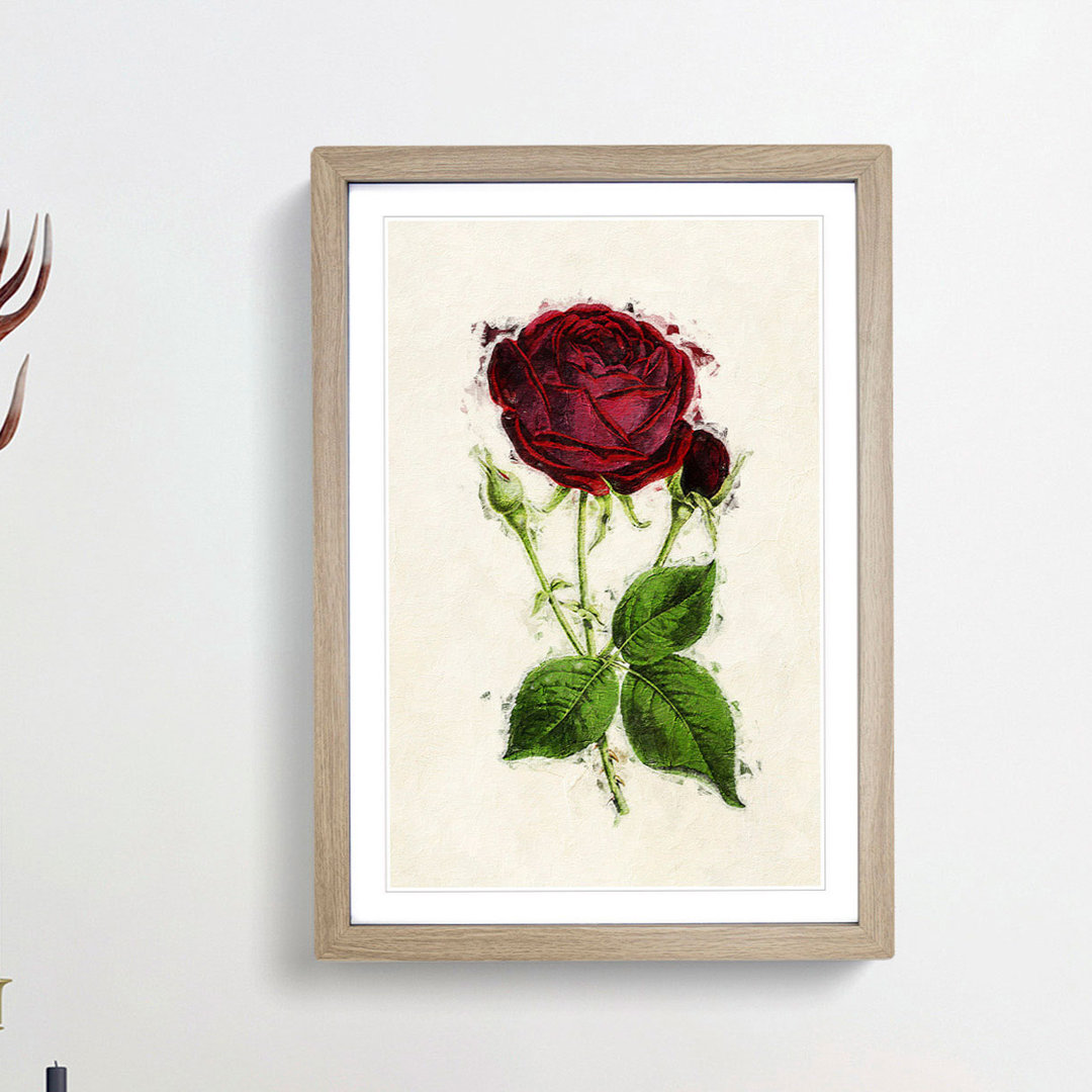 Illustration of a Red Prince Noir Rose - Picture Frame Painting Print
