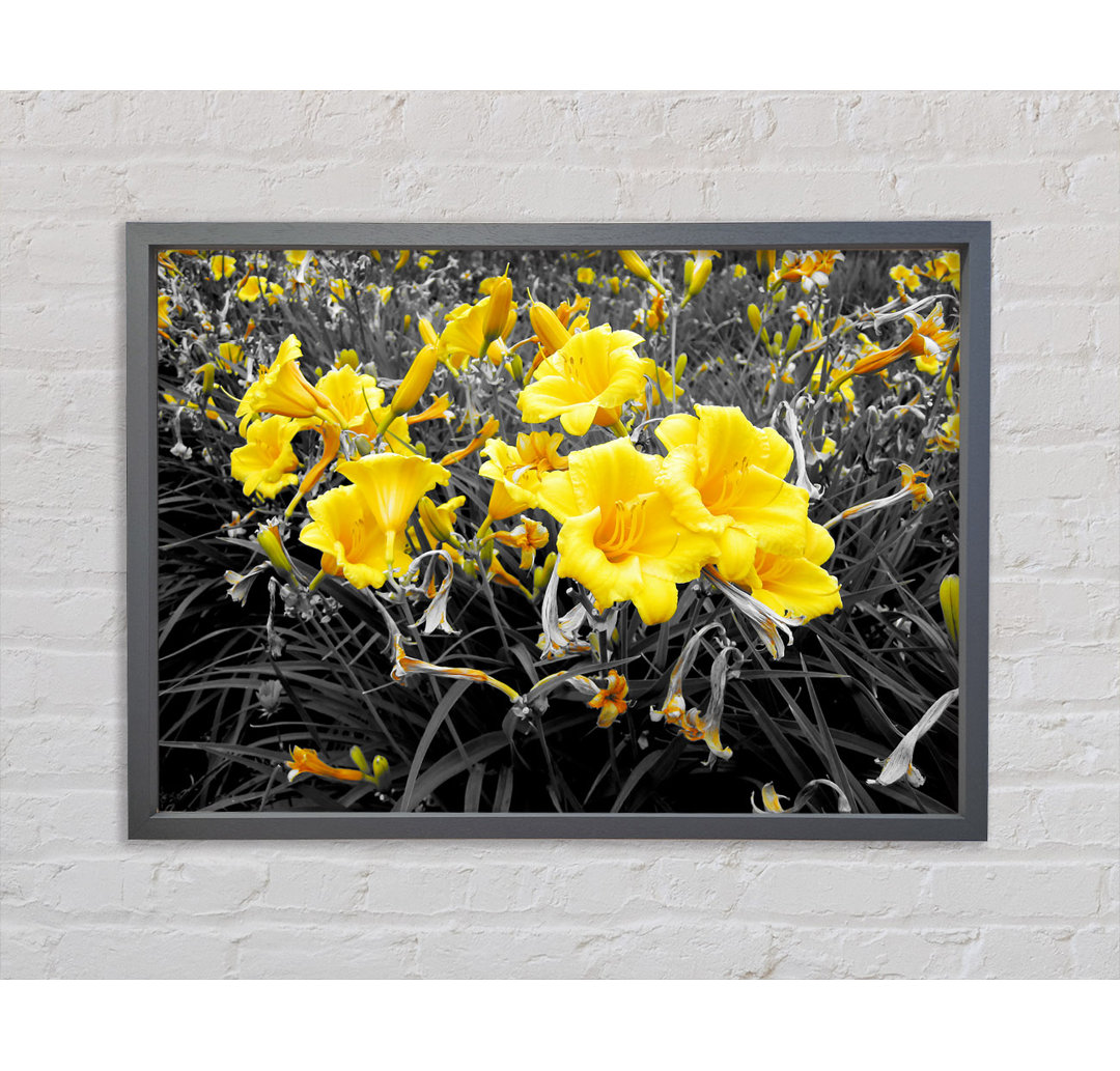 Gelbe Trompetenblumen auf B N W - Druck