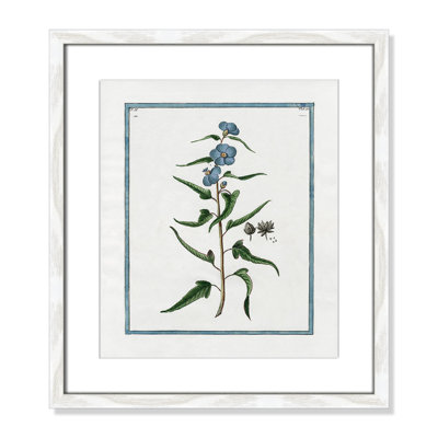 Colombe "Shabby Elegance Botanical I" Print
