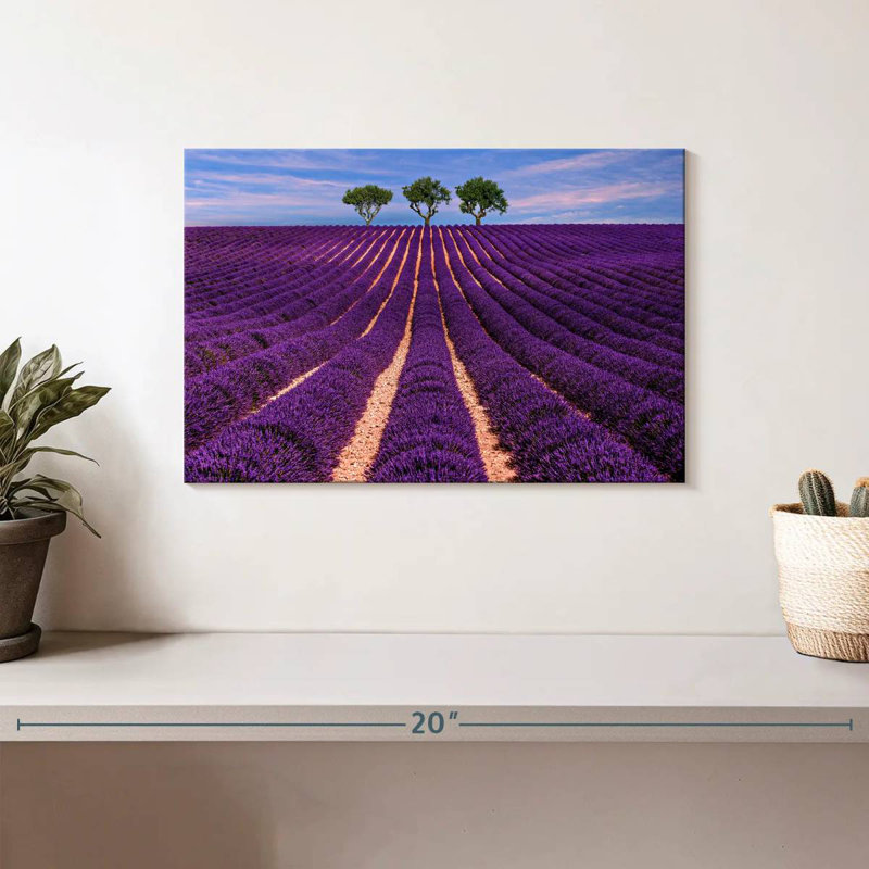 Rangées de lavande Alvord Provence Summer, H 8 po x l 12 po