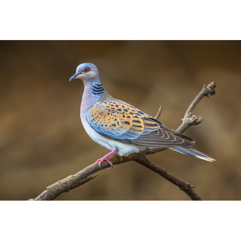 Turtle Dove on Branch - Wrapped Canvas Photograph, 61cm H x 91cm W