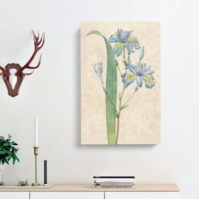 Butterfly Iris Flowers by Pierre-Joseph Redoute - Wrapped Canvas