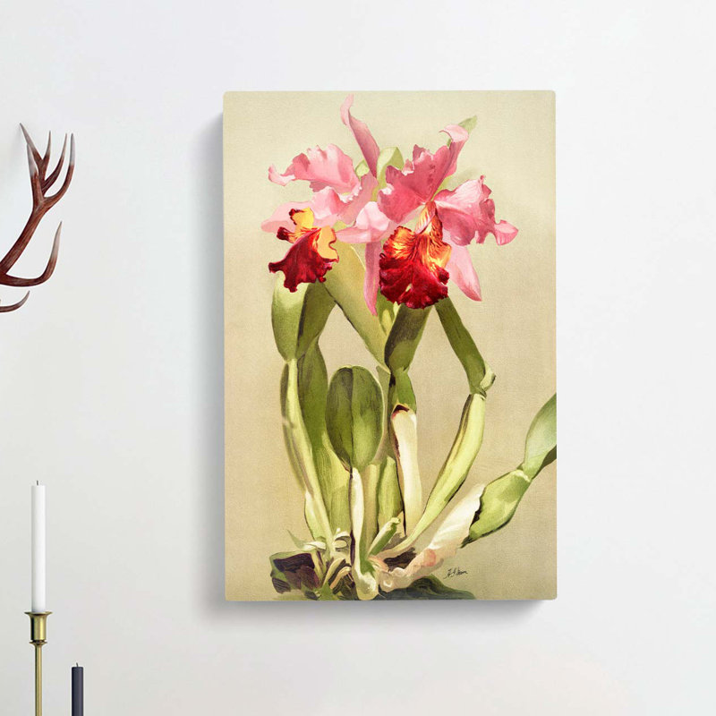 Magnolia Flowers Illustration Tab. 55 by Frederick Sander - Wrapped Canvas, 76cm H x 50cm W x 3cm D