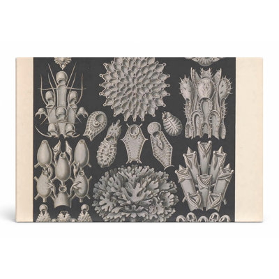 Art textuel sur toile, "Tafel 33 - Bryozoa" (1904)