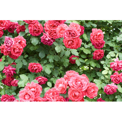 Rosebush - Wrapped Canvas Print