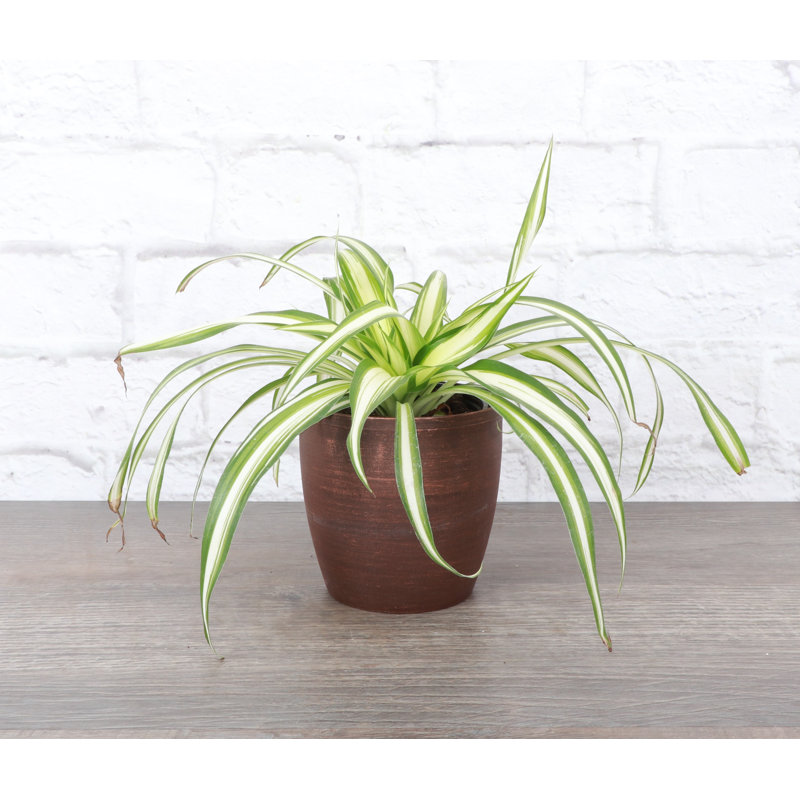 Live Spider Plant in Classic Pot, Copper
