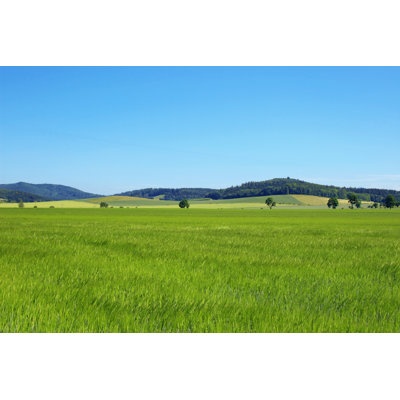 Summer Wheat Field by Zoomstudio
