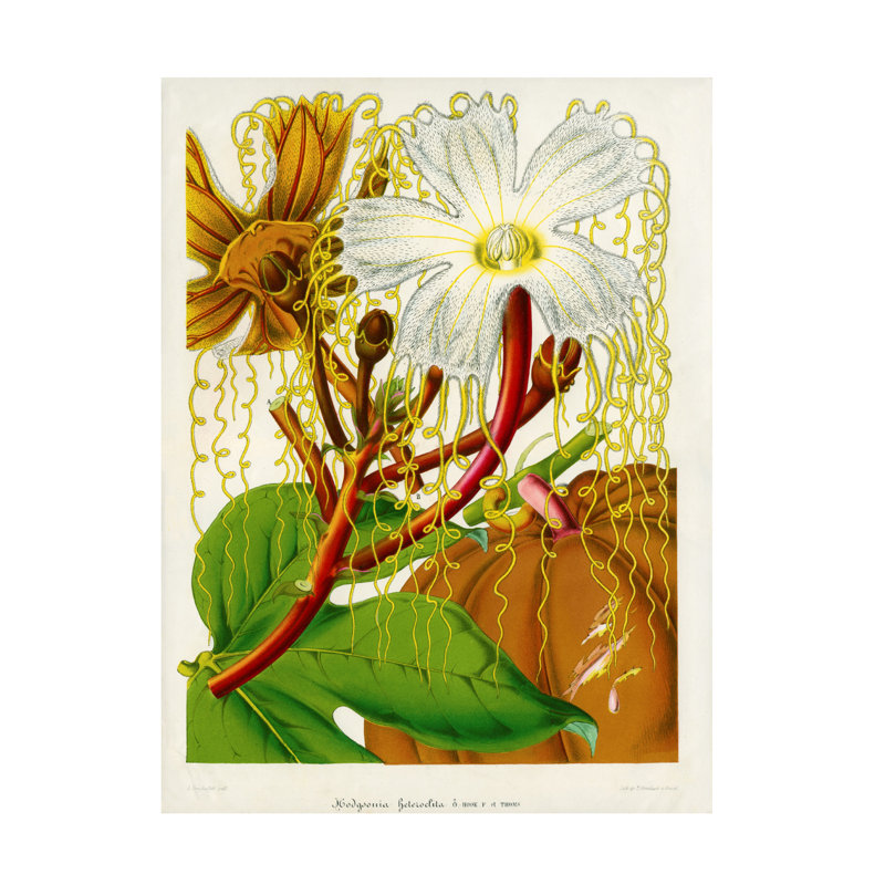 Hodgsonia Heteroclita sur toile, H 19 po x l 14 po x P 2 po
