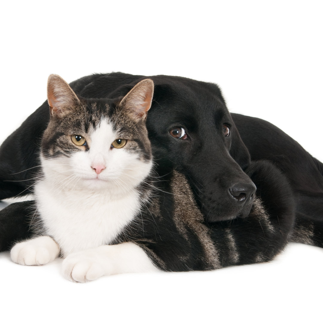 Leinwandbild Labrador Retriever with Cat von Edwin de Jongh