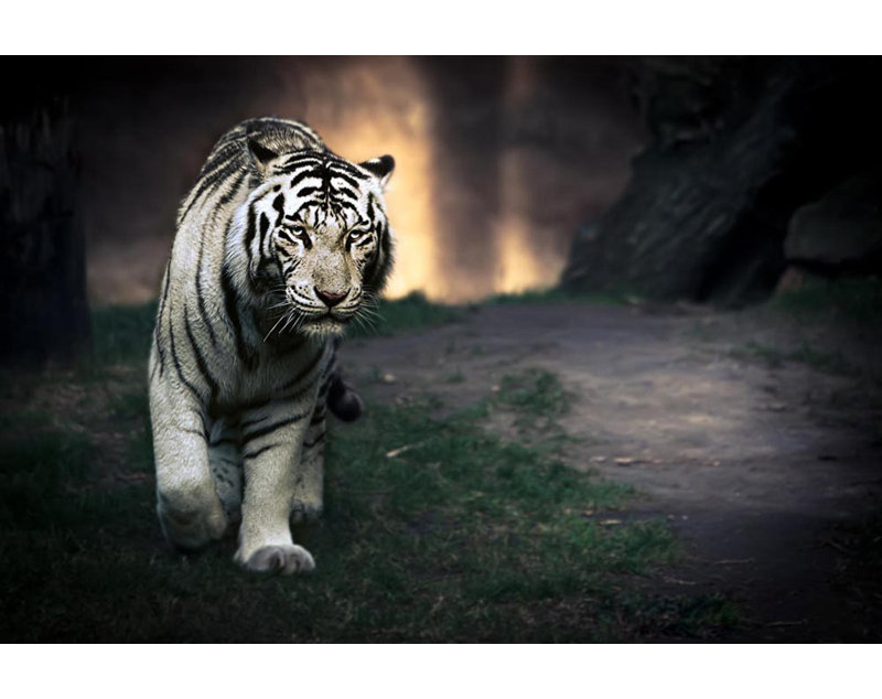 Wrapped Canvas Print, 121.92 cm H x 81.28 cm W