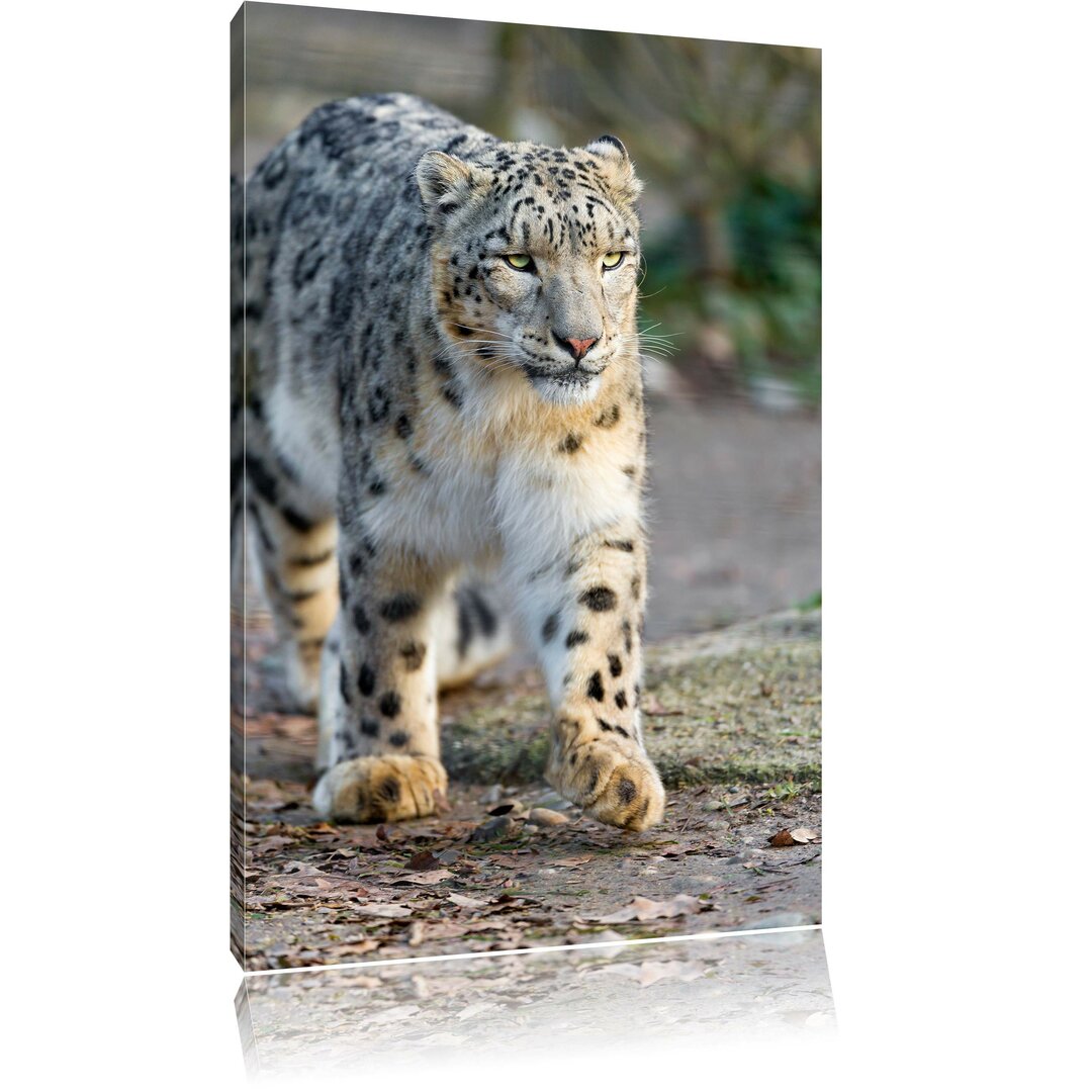 Leinwandbild Stalking Snow Leopard