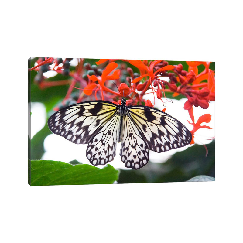 White Butterfly - Wrapped Canvas Print, 20.32 cm H x 30.48 cm W