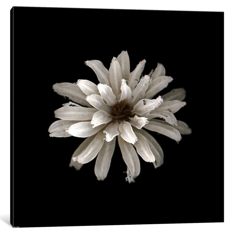 «All White», reproduction de photo sur toile, H 18 po x l 18 po x P 1,5 po, Pas de tapis, Toile tendue