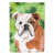 Bouledogue anglais brun / blanc
