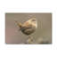 Art mural majestueux Wren-186476427