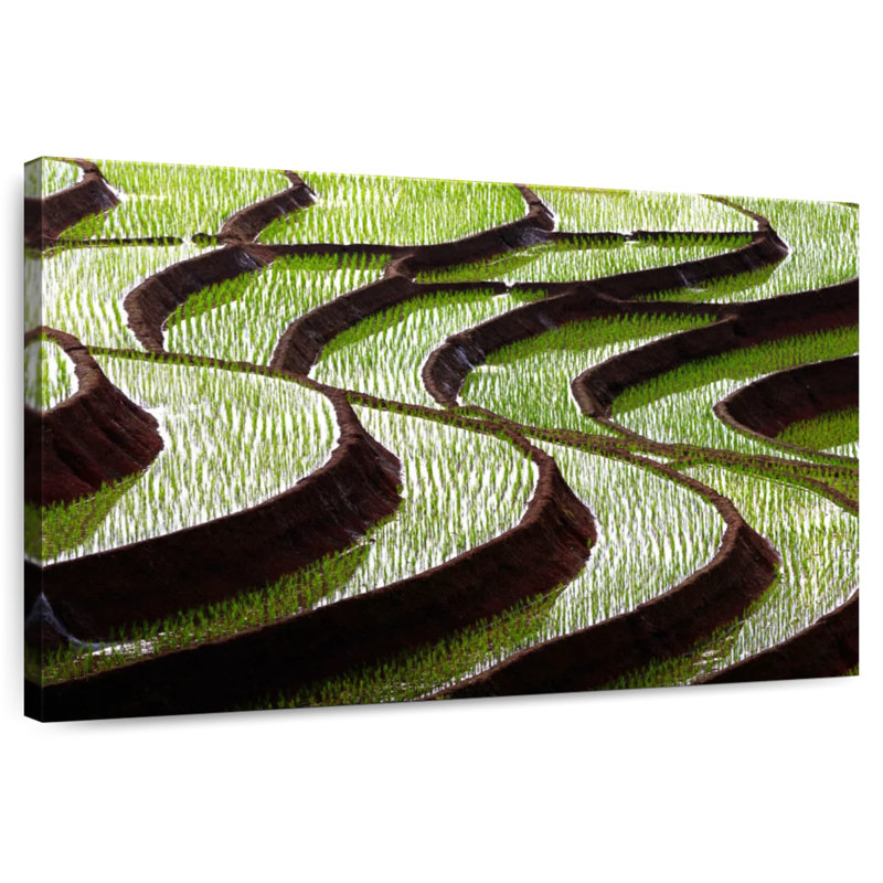 Curvy Rice Terraces, 20" H x 30" W
