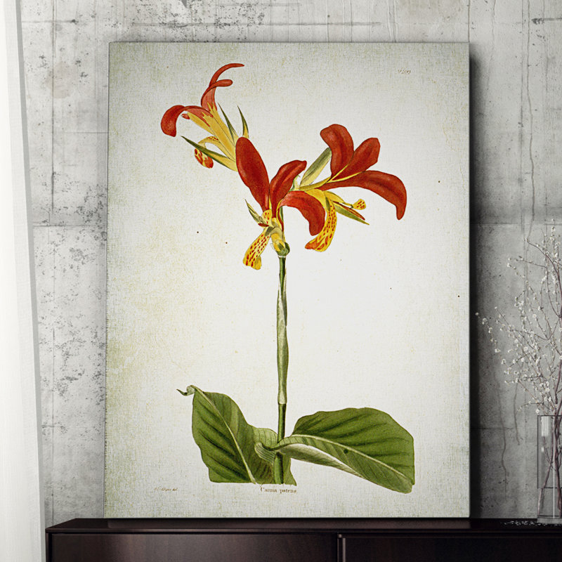 « botanique plate viii », reproduction d’impression sur toile tendue, H 18 po x l 27 po x P 1,5 po