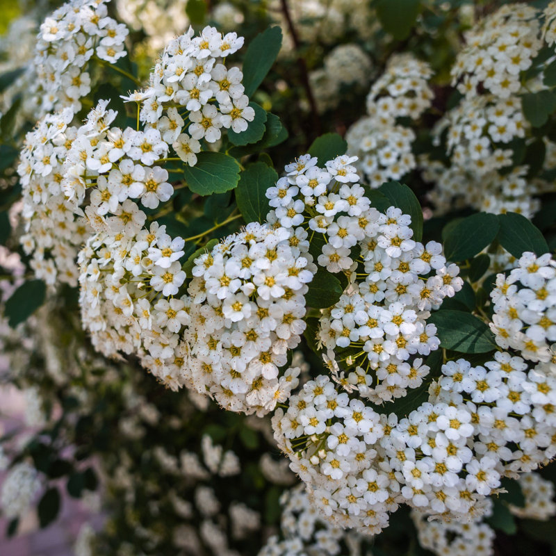 3 gal. Spirea Reeves
