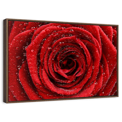 Damp Red Rose
