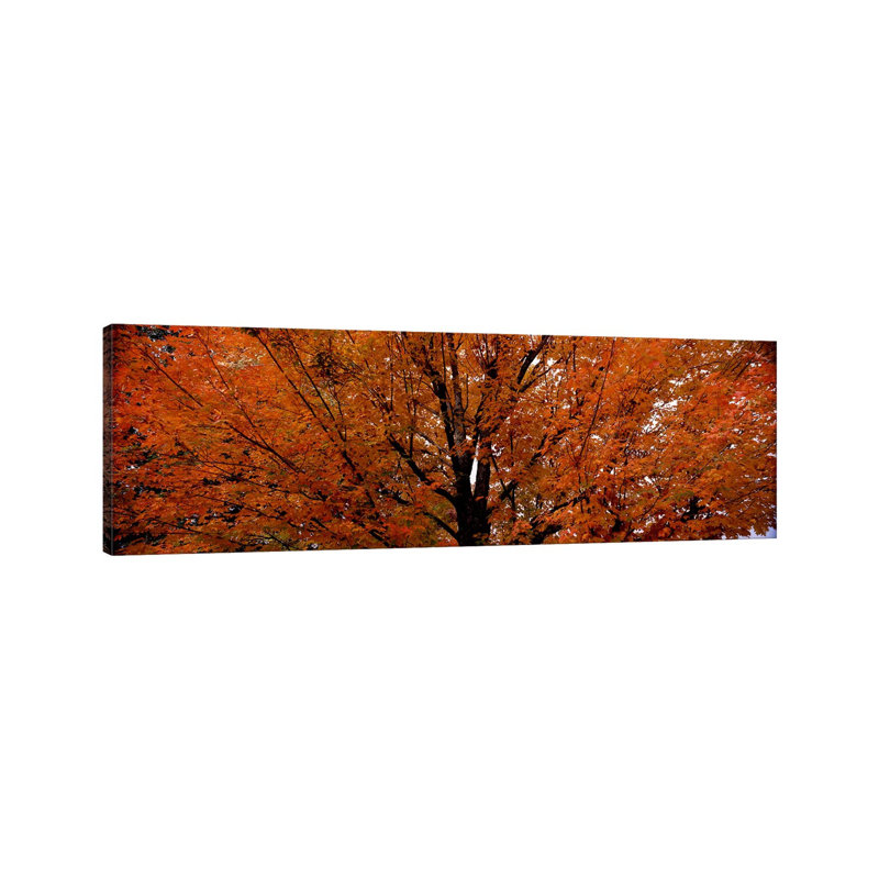 Maple Tree In AutumnVermont, USA by Panoramic Images - Panoramic Gallery-Wrapped Canvas Giclée on Canvas, Canvas