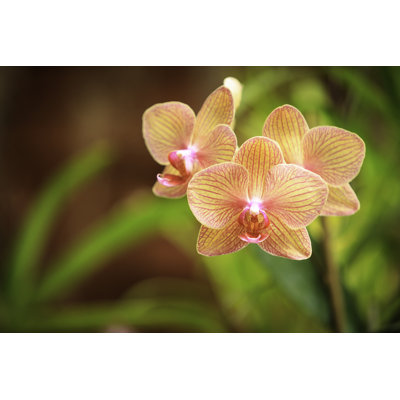 Colorful Orchid Flowers by Adam Smigielski