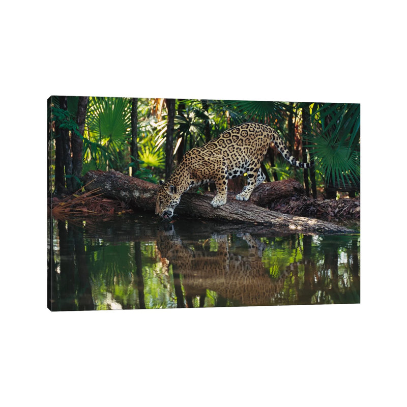 Jaguar Drinking, Belize Zoo, Belize by Gerry Ellis - Wrapped Canvas Print, 20.32 cm H x 30.48 cm W