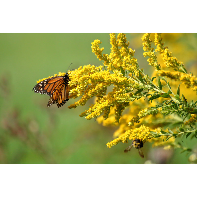 Automne monarque - photographie sur toile tendue, L 48 po x H 32 po