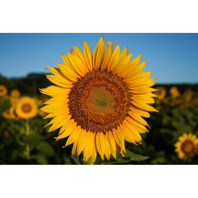 Close-up Image Of A Sunflower In Summer by Liz W Grogan - Wrapped Canvas Print, 30cm H x 46cm W x 3.8cm D