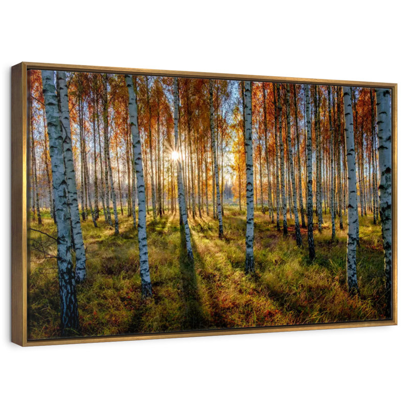 Forêt de bouleaux suédois, Cadre flottant doré, 40 po x 27 po