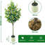 150cm Plant