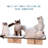 Cenaida Scratching Post