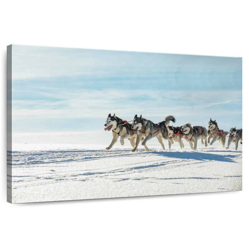 Winter Husky Sled Dogs, H 8 po x l 12 po