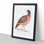 Chinese Horned Pheasant Illustration by John Edward Gray - Picture Frame Painting Print-55546057-55546058