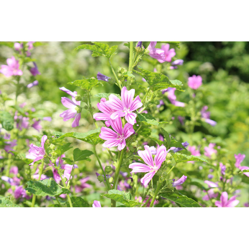 Malva Sylvestris - Photographie sur toile tendue, H 8 po x l 12 po