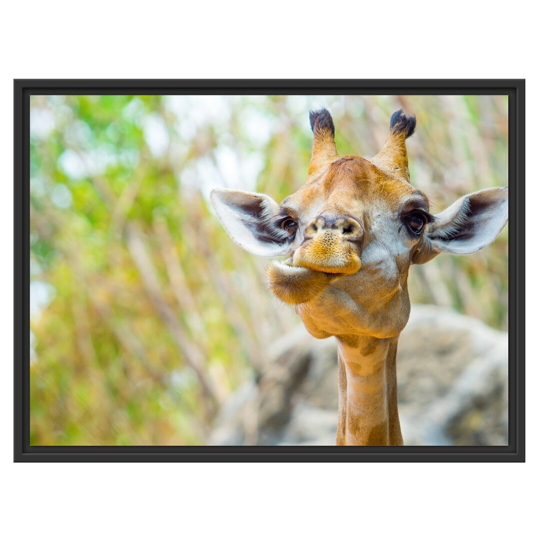 Gerahmtes Wandbild Giraffe in der Natur