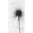 Dandelion Print On Canvas-98694106