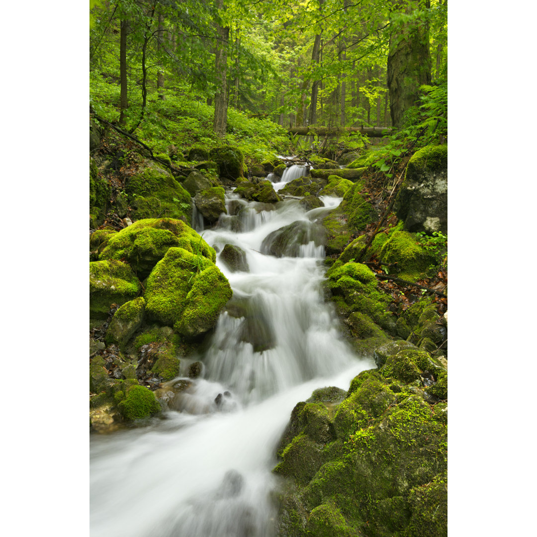 Wasserfall in einer üppigen Schlucht von Sara_winter - Wrapped Canvas Art Prints