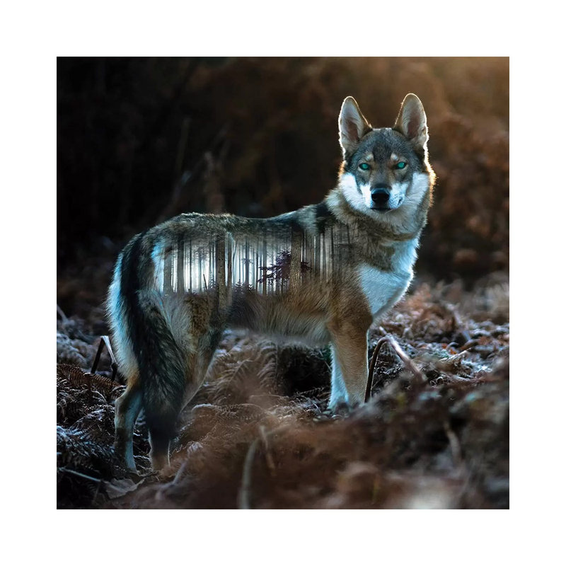 Wolf by Paul Haag - Print on Canvas, 30.48 cm H x 30.48 cm W, Wrapped Canvas
