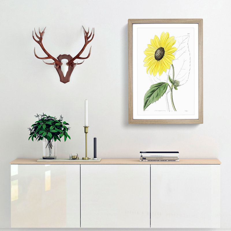 A Californian Sunflower - Wall Art, 45cm H x 33cm W x 2cm D, Oak Framed