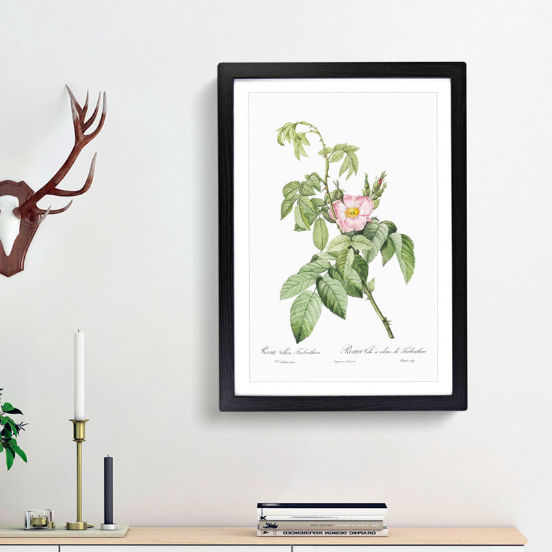 Apple Rose In Pink by Pierre-Joseph Redoute - Single Picture Frame Painting, Black Framed, 63cm H x 45cm W x 2cm D