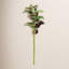 22-Inch Coleus Stem-275587499